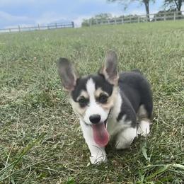 Johnny - Black and tan male Pembroke Welsh Corgi puppy in Hillsboro, Missouri from Crawford Ranch Canines