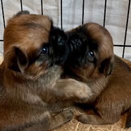 Brussels Griffons from Icon's Brussels Griffons