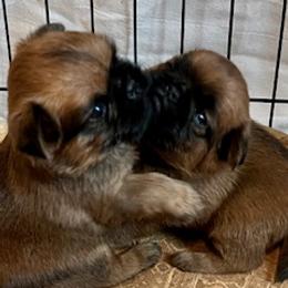 Brussels Griffons from Icon's Brussels Griffons