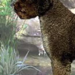 Lagotti Romagnoli from Almar Lagotto