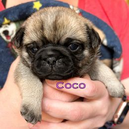 Coco (pink collar) - Fawn female Pug puppy in Morgantown, West Virginia from Groovy Pugs