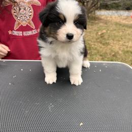 Hex - Black tri-color female Australian Shepherd puppy in Augusta, Georgia from Incendia Aussies & Dobies