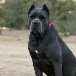 Gia - Cane Corso