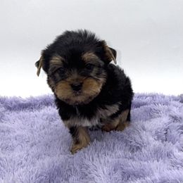 Tank - Black and tan male Yorkshire Terrier puppy in Sandy Hook, Kentucky from The Royal Yorkie Den LLC