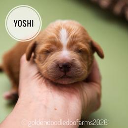 Yoshi - Apricot male Golden Aussiedoodle puppy in Hyrum, Utah from Goldendoodledoo Farms