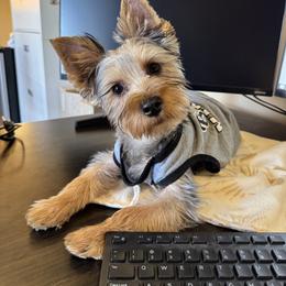 Yorkipoo All Grown Up from Little Creek Yorkiepoos
