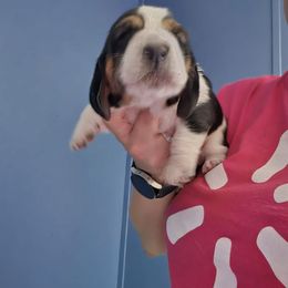 Blue - Black white and brown male Basset Hound puppy in Russellville, Kentucky from Morse's Basset Hounds