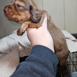 Girl 1 - Chocolate and tan female Dachshund puppy in Lansing, Michigan from Black Thunder 517 Cane Corso and Dachshunds