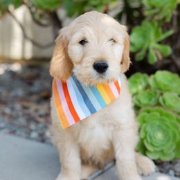 Goldendoodle Puppies from Becky And Friends