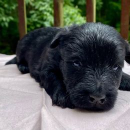 Black Girl 5 (White Collar) - Black female Scottish Terrier puppy in Jefferson, North Carolina from McGuire’s High Country Terriers