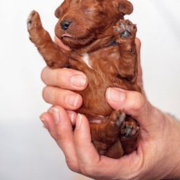 Cavapoo Puppies from Bonneville Doodles