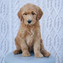 Purple collar - Jasmine - Red  female Goldendoodle puppy in Duncan, South Carolina from Abner Creek Poodles & Doodles