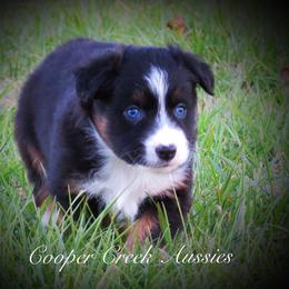 Miniature Australian Shepherd and Toy Australian Shepherd Puppies from Cooper Creek Aussies