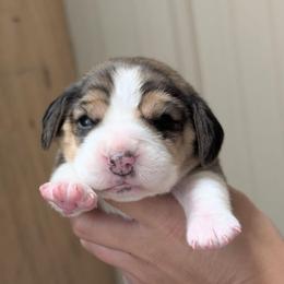 Dahlia - Black tan and white female Beagle puppy in Baltimore, Maryland from Country Acres Farm