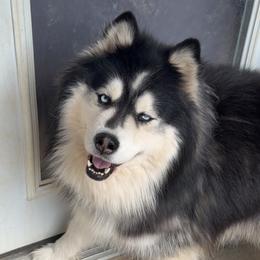 Drago - Siberian Husky
