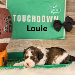 Louie - Sable male Bernedoodle puppy in Heyworth, Illinois from Cobble Creek Puppies