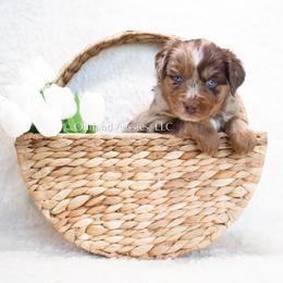 Miniature Australian Shepherd and Toy Australian Shepherd Puppies from Outland Toy & Mini Aussies