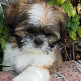 Trevor - Gold and white male Shih Tzu puppy in Hemet, California from Aloha Shih Tzu