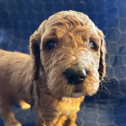 Brown Collar - Bangkok (Bo), (Thailand) - Apricot male Goldendoodle puppy in West Sacramento, California from Pomegranate Doodles