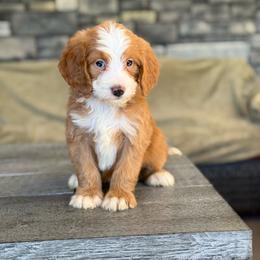 Florence - Red female Bernedoodle puppy in Millersburg, Ohio from T Sanctum