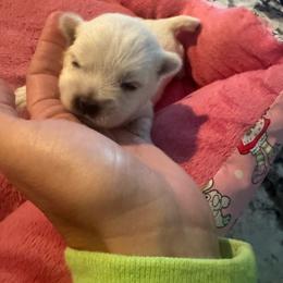 Red - White male West Highland White Terrier puppy in Bessemer City, North Carolina from JJs Puppies of the Carolinas