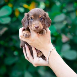 Slinky - Chocolate and tan male Dachshund puppy in Fort Myers, Florida from Blossom Paws