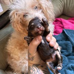 Schnoodle puppies from What’s Up Doods