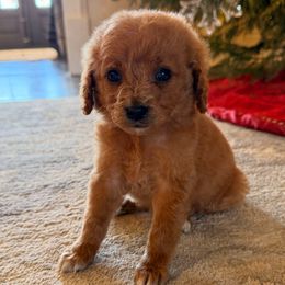 Yellow Collar Girl - Red  female Goldendoodle puppy in Meridian, Mississippi from Magnolia Poodles and Doodles