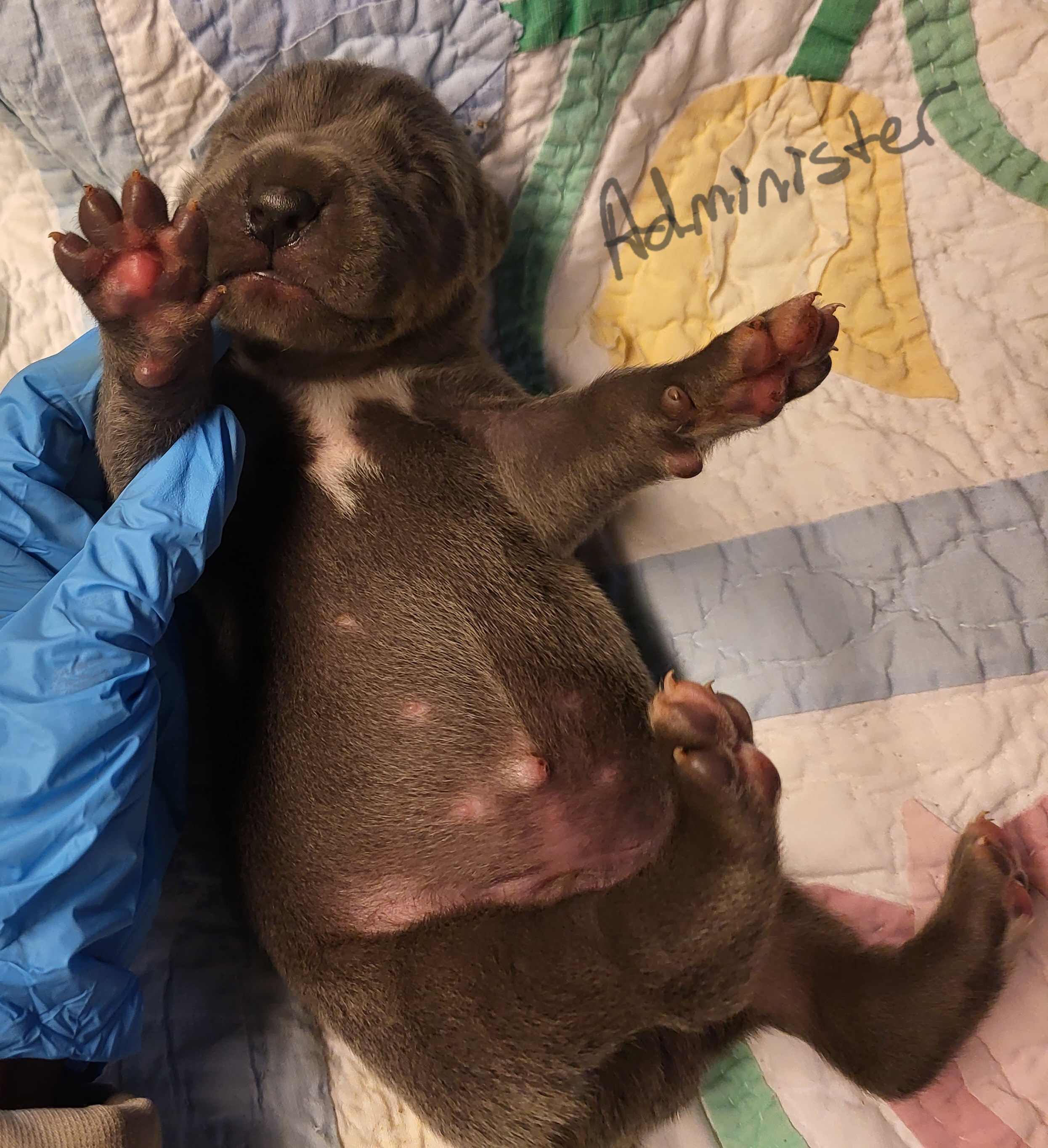 Great Dane Puppies from Grant’s Gorgeous Greats