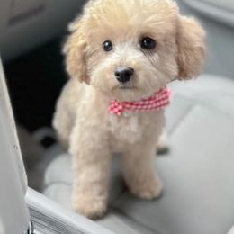 Poodles from Clara’s Toy Poodles