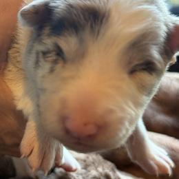Bambi - Red merle female Border Collie puppy in East Ellijay, Georgia from Nine Peaks Border Collies