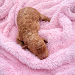 Honey - Apricot female Goldendoodle puppy in Rio Oso, California from PuppyBlossom