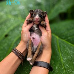 Uh-Oh - Blue merle male Aussiedoodle puppy in Centreville, Mississippi from Trin's Designer Doodles