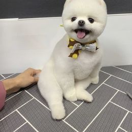 Bernedoodle, Goldendoodle, Pomeranian, Pomsky, and Poodle All Grown Up from Petite Posh Puppies