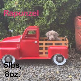 Rapunzel - Chocolate female Labrador Retriever puppy in Tigard, Oregon from Morrison Labrador Retreivers
