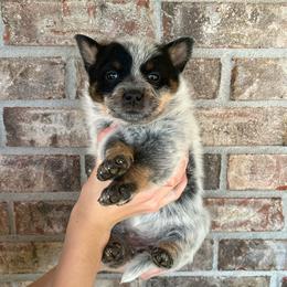 Girl 3 - Blue female Australian Cattle Dog puppy in Irvington, Kentucky from Dry Valley’s Australian Cattle Dogs