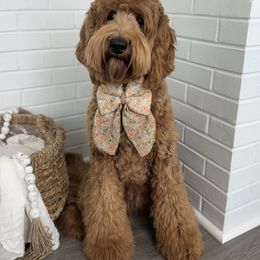 Winslet - Goldendoodle