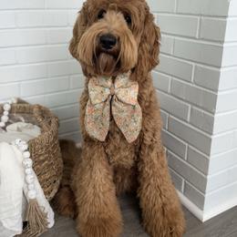 Winslet - Goldendoodle