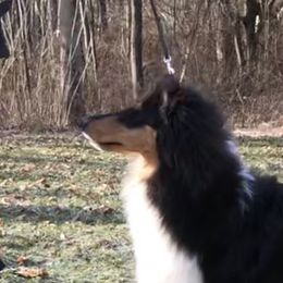 Collie Puppies from Creekwood Collies