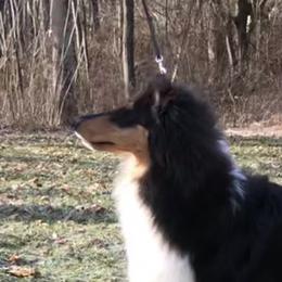 Collie Puppies from Creekwood Collies