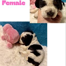America - Liver white and roan female English Springer Spaniel puppy in Madison, Indiana from McCollough's Pawsome Spaniels and Danny's Delightful Dachshunds