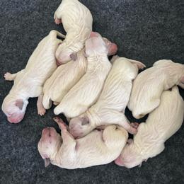 Girl 3 - Light golden female Golden Retriever puppy in Manti, Utah from Arrowhead Kennels