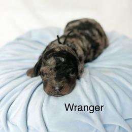 Wrangler - Merle male Goldendoodle puppy in Pasco, Washington from Camp Doodle Woods