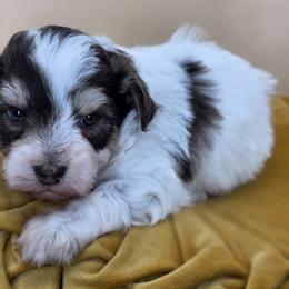 Titan - Tri-color male Bernedoodle puppy in Decatur, Tennessee from Diamond's Doodles