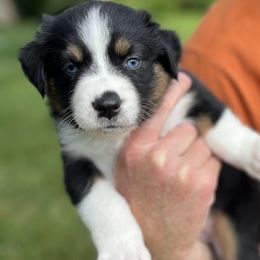 Frisco - Black tri-color female Australian Shepherd puppy in Boulder, Colorado from J&J Aussies