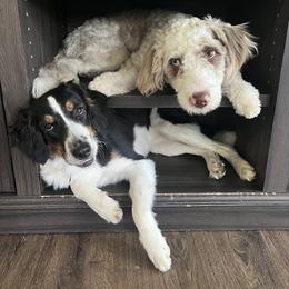 Aussiedoodle Puppies from White River Doodles