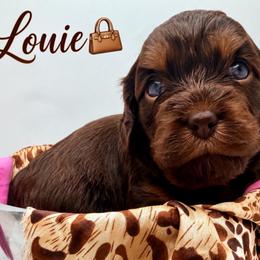 Louie - Chocolate female Cavapoo puppy in Cameron, South Carolina from Sassy Sailor & Company