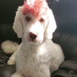 Kai'sa  - Goldendoodle