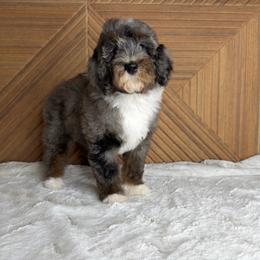 Teal Girl - Blue merle female Bernedoodle puppy in Modesto, California from Two Doods Doodles