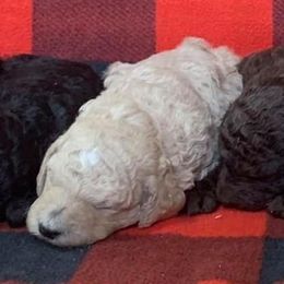 Poodles from Bear Mountain Poodles